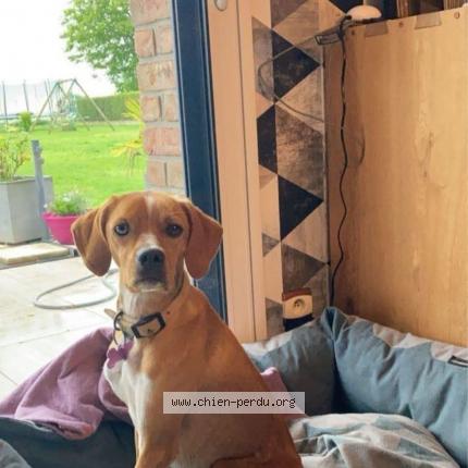 Photo 1/1 Chien retrouvé Perdu à Bailleul aux cornailles