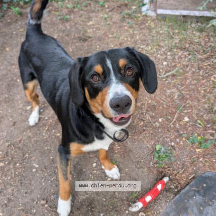 Photo 1/1 Chien retrouvé Perdu à Sa