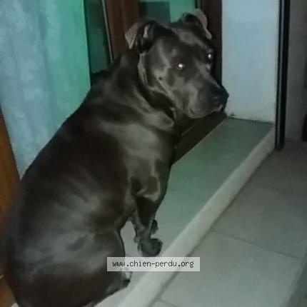 Photo 1/1 Chien retrouvé Perdu à Marseille