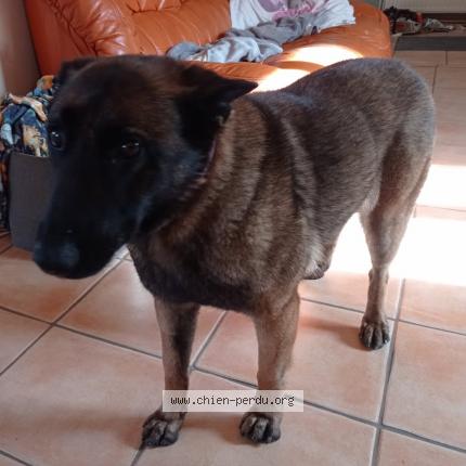 Photo 1/1 Chien retrouvé Perdu à Criquebeuf en caux