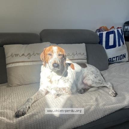 Photo 1/1 Chien retrouvé Perdu à Allonnes