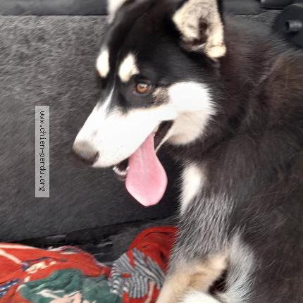 Photo de chien trouvé à Cande