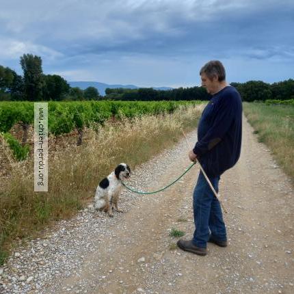 Photo 1/1 Chien retrouvé Perdu à St romain en viennois