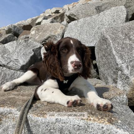 Photo 1/1 Chien retrouvé Perdu à St pair sur mer