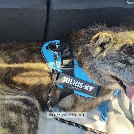 Photo 1/1 Chien retrouvé Perdu à Montigne le brillant