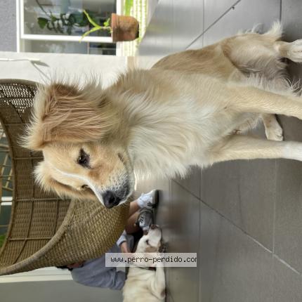 Photo 1/1 Chien trouvé Trouvé à Santa tecla