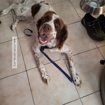 Photo 1/1 Chien retrouvé Trouvé à Moutiers les mauxfaits