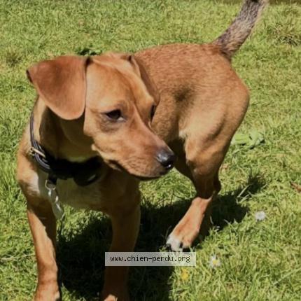 Photo 1/1 Chien retrouvé Perdu à Paris