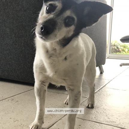 Photo 1/1 Chien retrouvé Perdu à La londe