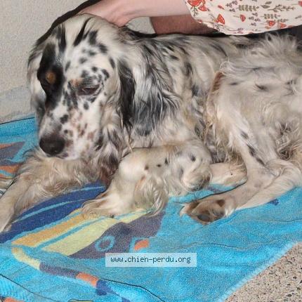 Photo 1/1 Chien retrouvé Trouvé à Saint molf