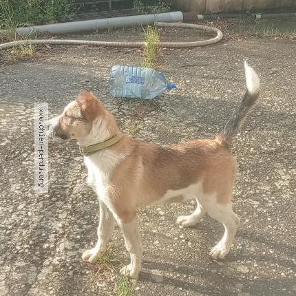 Photo 1/1 Chien retrouvé Perdu à Bouillargues