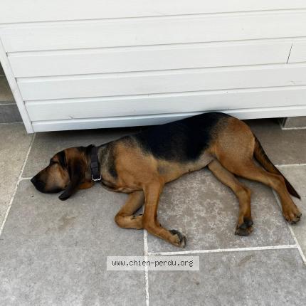 Photo 1/1 Chien retrouvé Perdu à Saint priest en jarez
