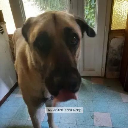 Photo 1/1 Chien retrouvé Trouvé à Le ballon moulins