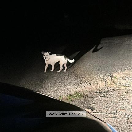 Photo 1/1 Chien retrouvé Trouvé à Espelette