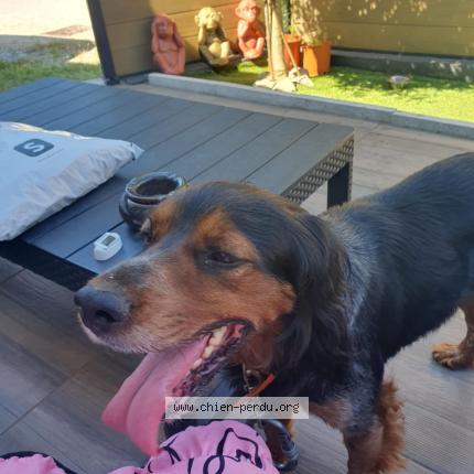 Photo 1/1 Chien retrouvé Trouvé à Saint medard en jalles