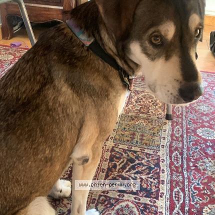 Photo 1/1 Chien retrouvé Perdu à Angers