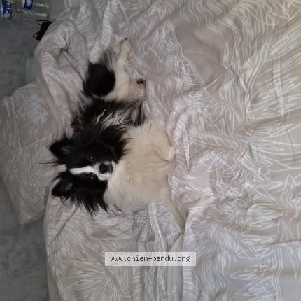 Photo de chien perdu à Argenteuil