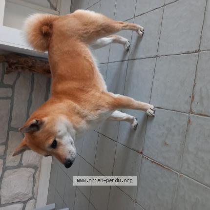 Photo de chien trouvé à Saint Cyprien