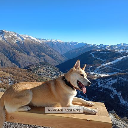 Photo de chien perdu à Wy Dit Joli Village