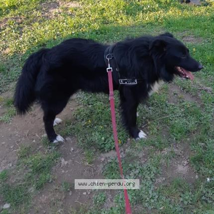 Photo de chien perdu à La Prenessaye