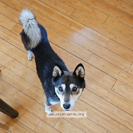 Photo de chien perdu à Rocles