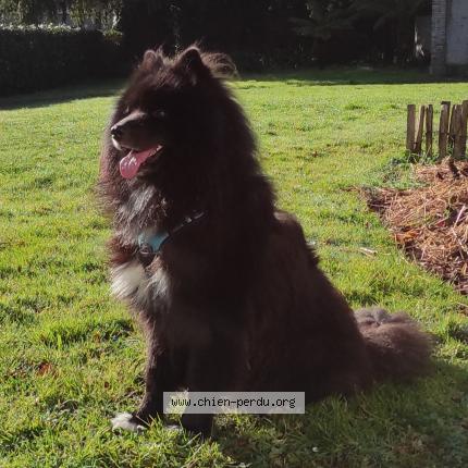 Photo 1/1 Chien retrouvé Perdu à Saint congard