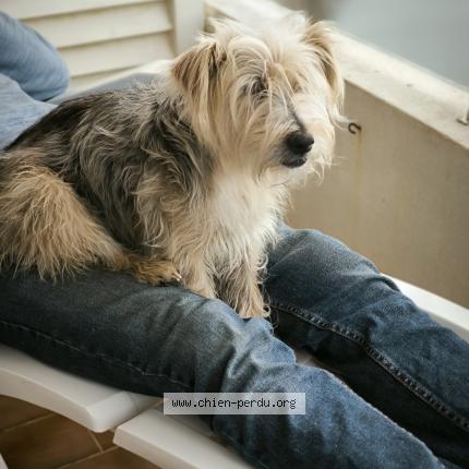 Photo 1/1 Chien retrouvé Trouvé à St martin de fontenay