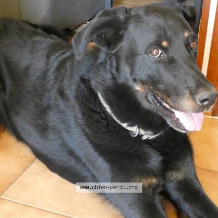 Photo 1/1 Chien retrouvé Perdu à 01500 st denis en bugey