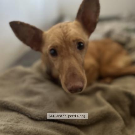 Photo 1/1 Chien retrouvé Perdu à Lapalud