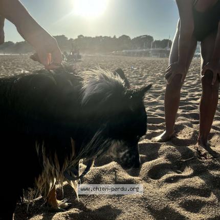 Photo de chien trouvé à Montoir De Bretagne