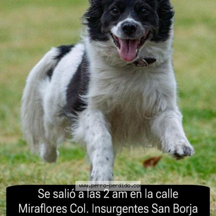 Photo de chien perdu à Ciudad De Mexico