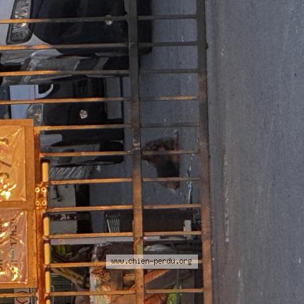 Photo 1/1 Chien retrouvé Trouvé à Bouscat