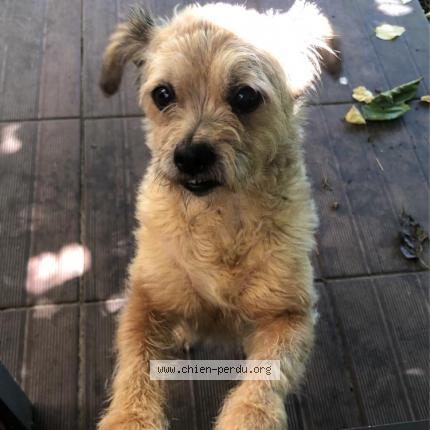 Photo de chien perdu à Lescar