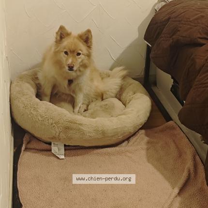 Photo 1/1 Chien retrouvé Perdu à Le clerjus