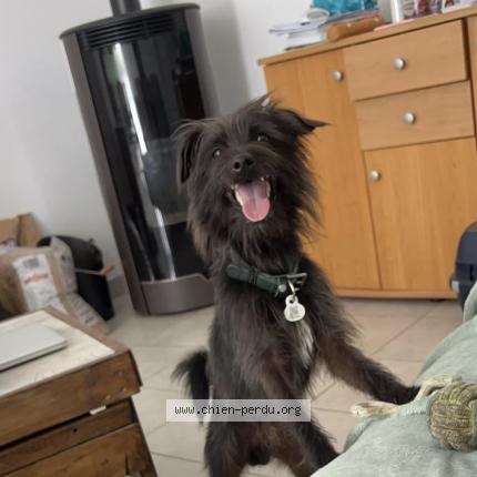 Photo de chien perdu à Amilly