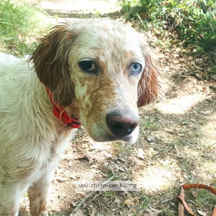 Photo 1/1 Chien retrouvé Perdu à Leran