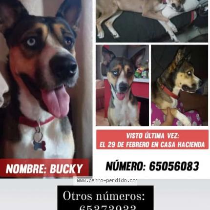 Photo de chien perdu à David