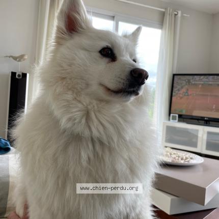 Photo de chien perdu à Carantec