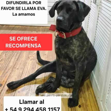 Photo de chien perdu à San Carlos De Bariloche