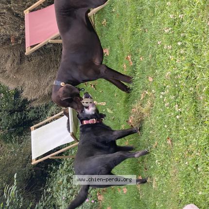 Photo 1/1 Chien retrouvé Perdu à Boesses