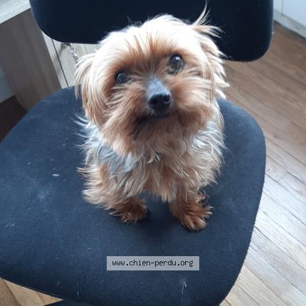 Photo 1/1 Chien retrouvé Perdu à Pont sainte marie