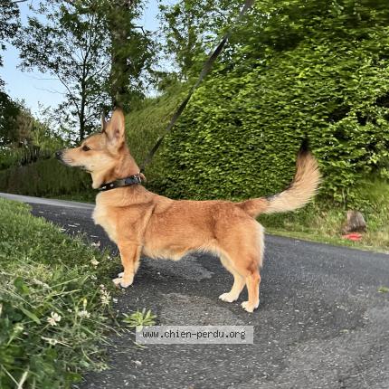 Photo 1/1 Chien retrouvé Perdu à Laguenne sur avalouze