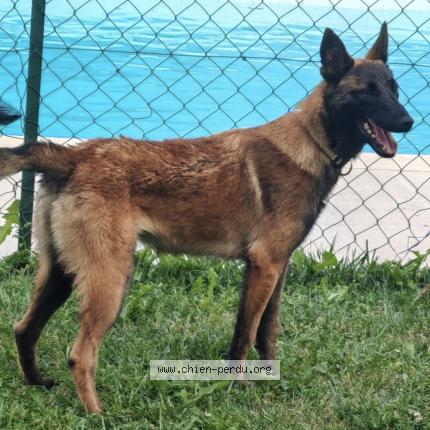 Photo 1/1 Chien retrouvé Perdu à Masquieres