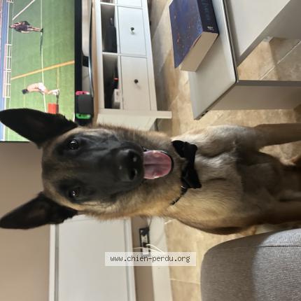 Photo de chien perdu à Salon De Provence