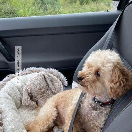 Photo 1/1 Chien retrouvé Perdu à Treflez