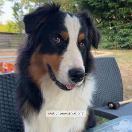 Photo 1/1 Chien retrouvé Perdu à Chaufour notre dame