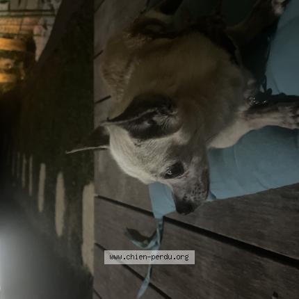 Photo 1/1 Chien retrouvé Trouvé à Les essarts le roi