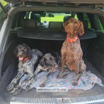 Photo de chien perdu à Le Louroux Beconnais