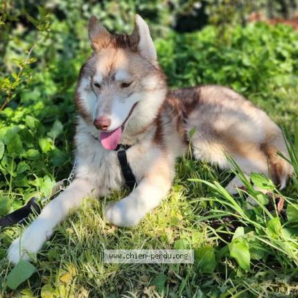 Photo 1/1 Chien retrouvé Perdu à Plaimpied givaudins