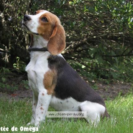 Photo de chien perdu à Delle